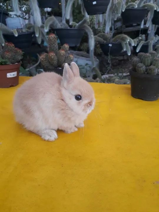 Coelho anão importado  - Foto 4