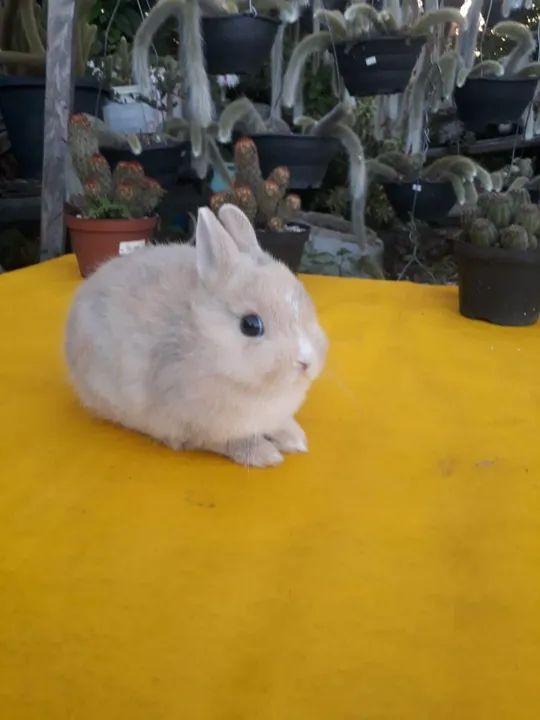 Coelho anão importado  - Foto 3