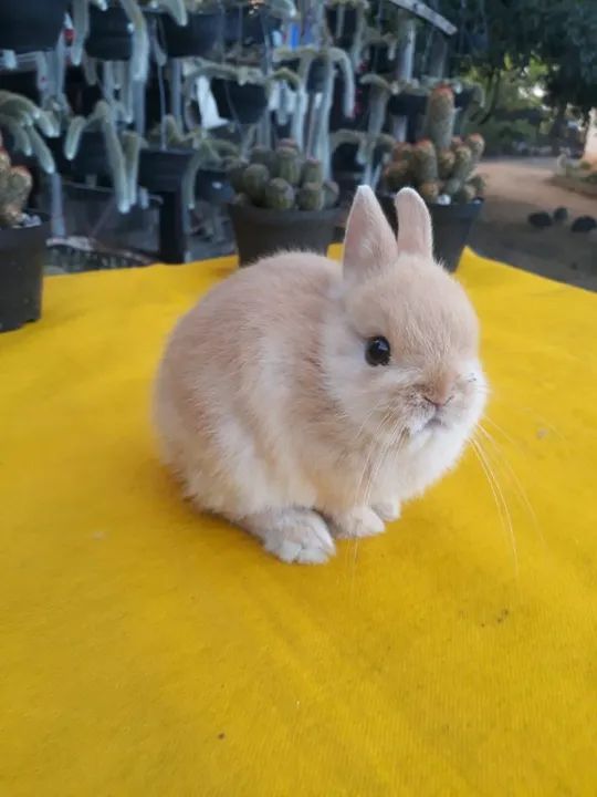 Coelho anão importado 