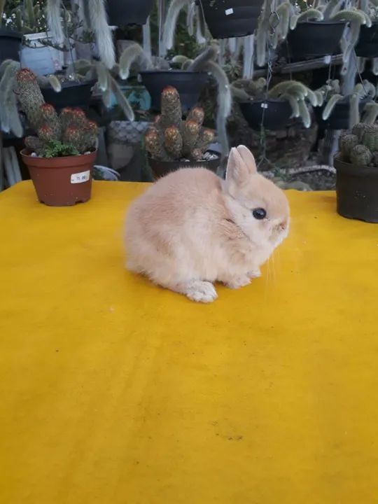 Coelho anão importado  - Foto 2