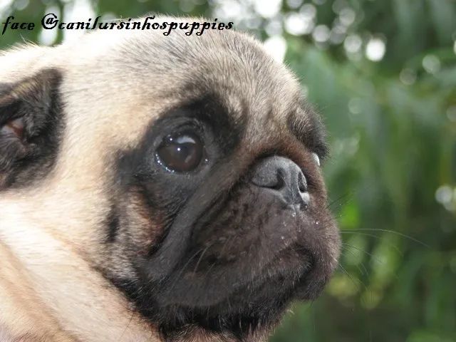 Pug filhotes abrico e black disponíveis oportunidade