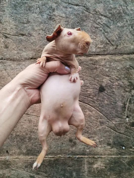 Promoção de Skinny Pigs - Foto 2