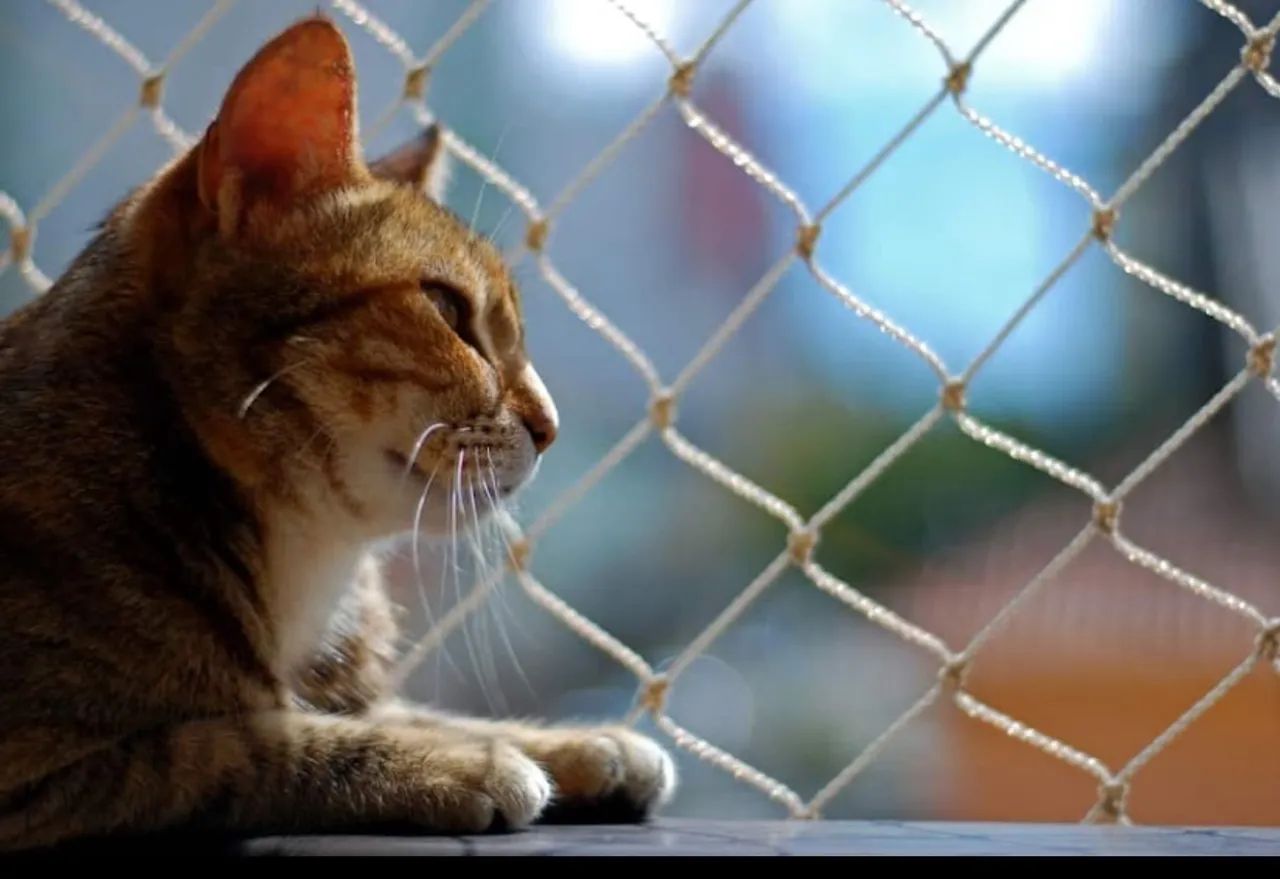 TELAS DE PROTEÇÃO  - Foto 4