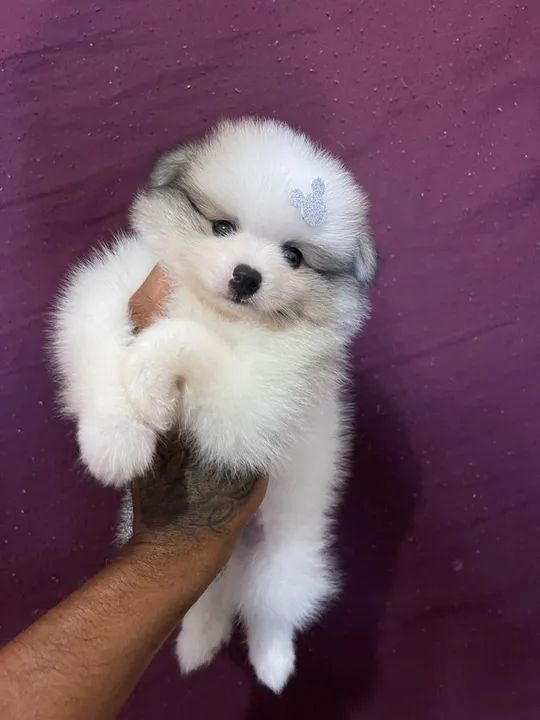Spitz alemão anão com pedigree  - Foto 2