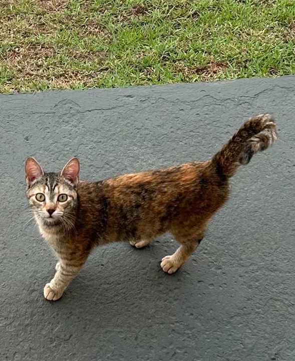 Gatinha amável dócil disponível para adoção - Foto 3