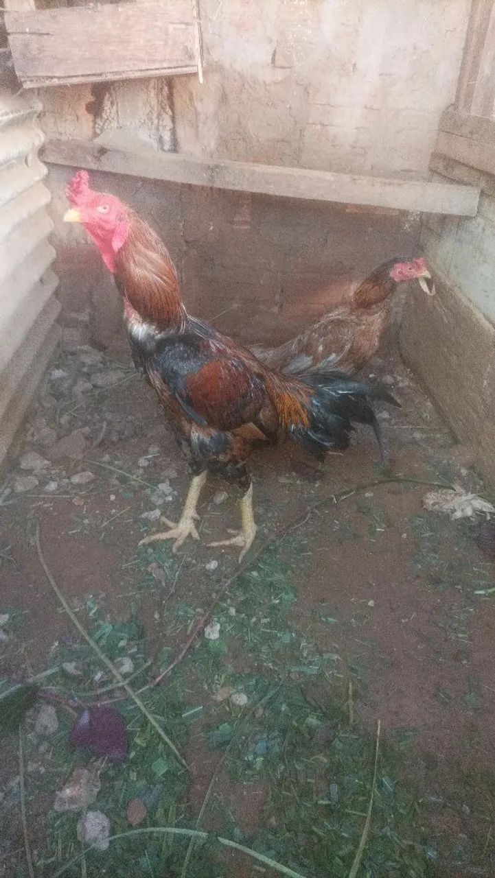 Casal de galinha índia 