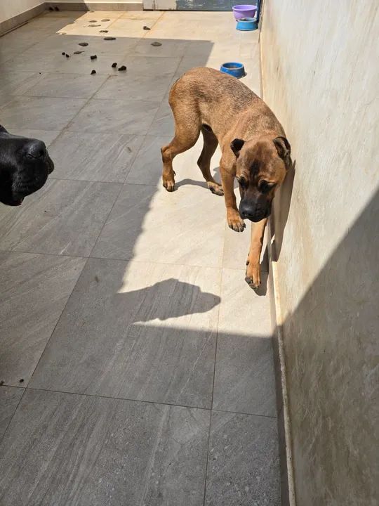 Cane Corso  com 9 meses