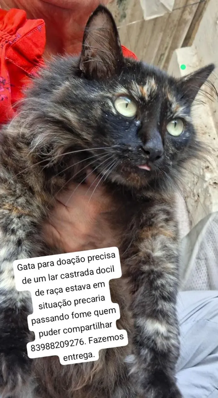 Linda gata pra adoção responsável 