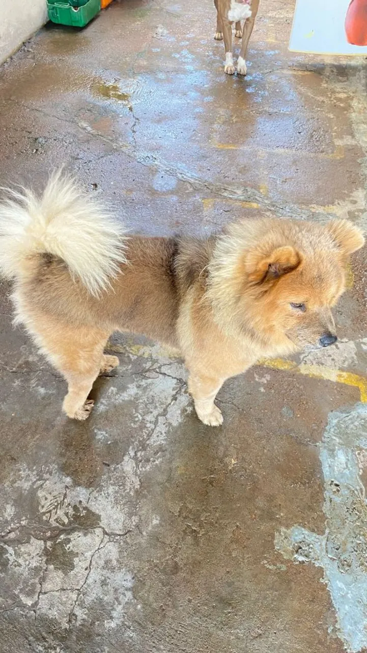 Vendo chow-chow