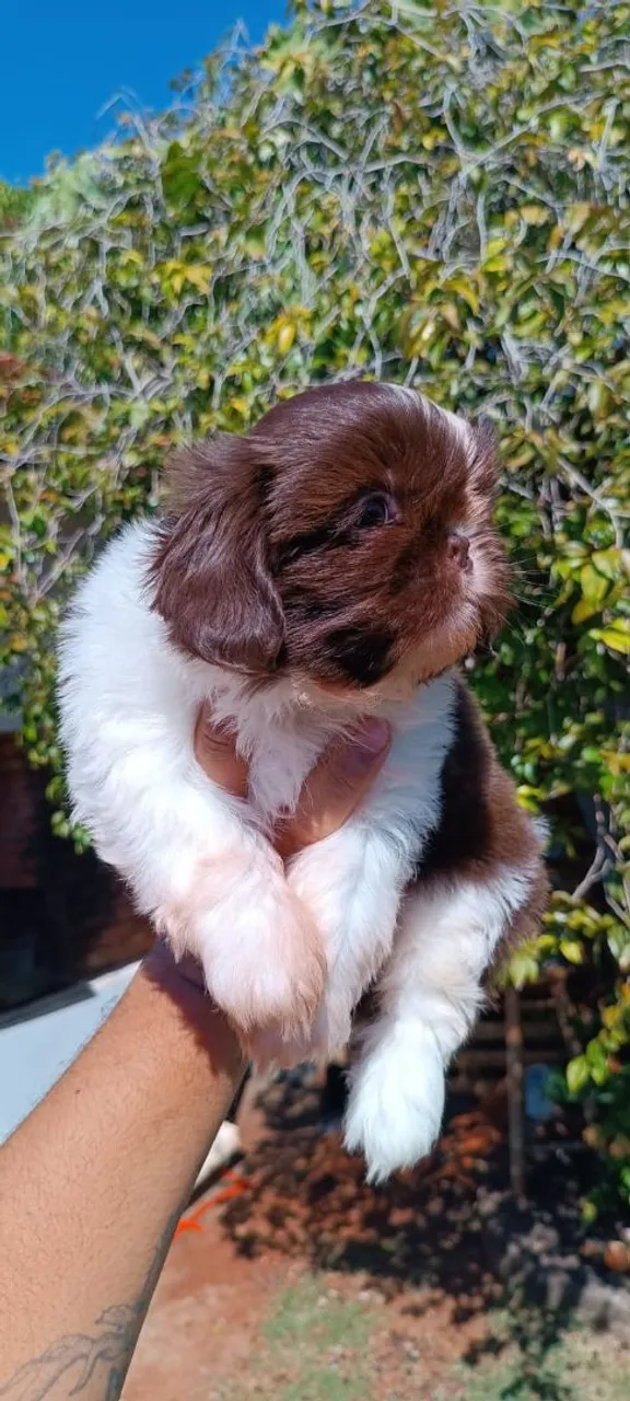 Filhote Shih Tzu Marrom e Branco