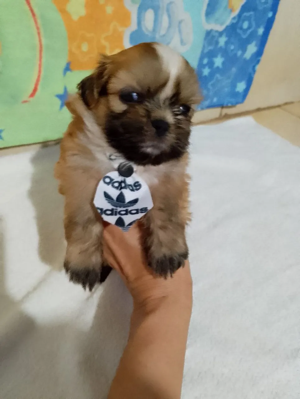 Filhote Shih Tzu Adidas
