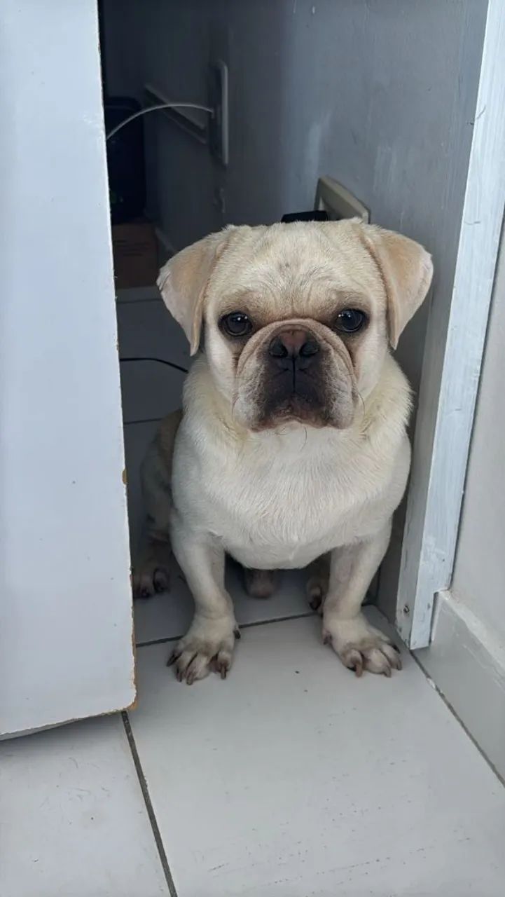 pug branco. Pelagem rara 