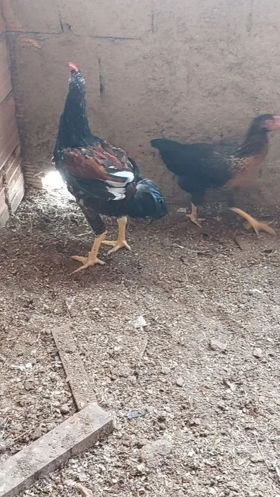 Aves selecionadas para criação últimas unidades  - Foto 3