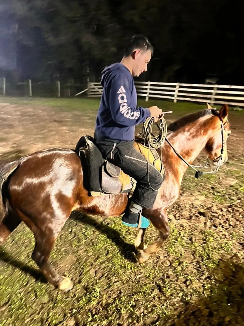 Égua pronta de laço