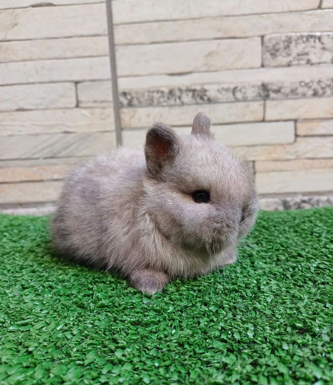 Netherland Dwarf  *coelho anão* linhagem Importada  - Foto 5