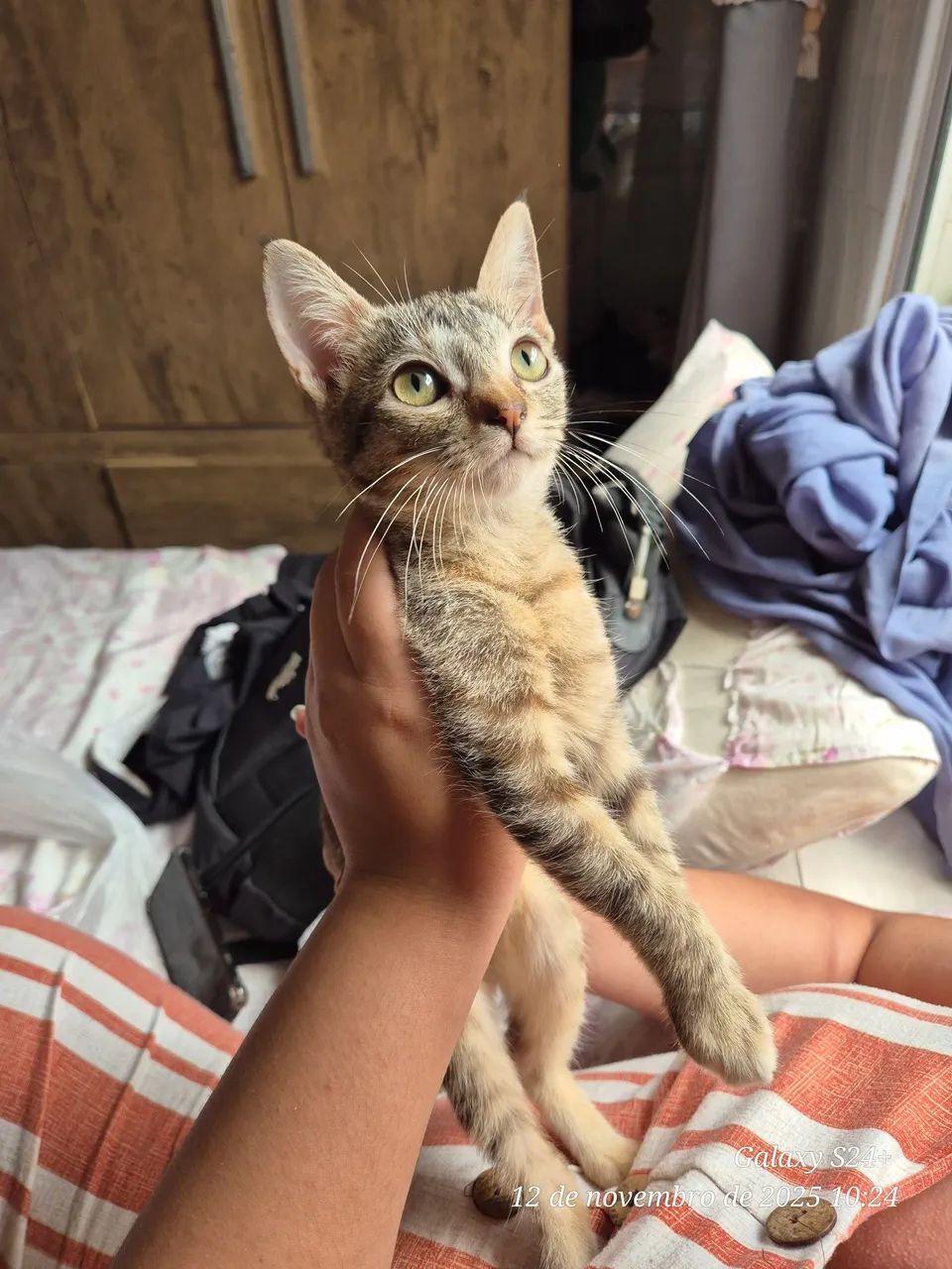 Gatinha para adoção (Fêmea) - Foto 2