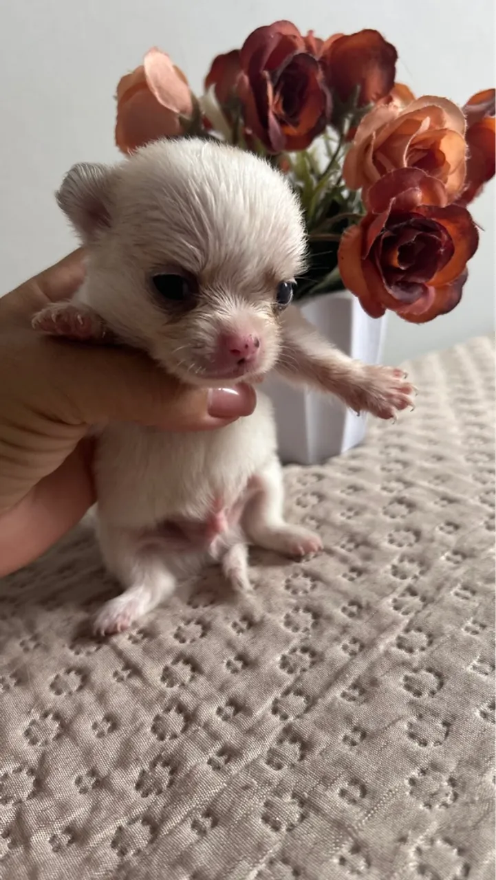 Chihuahua filhote pelo longo contato: *