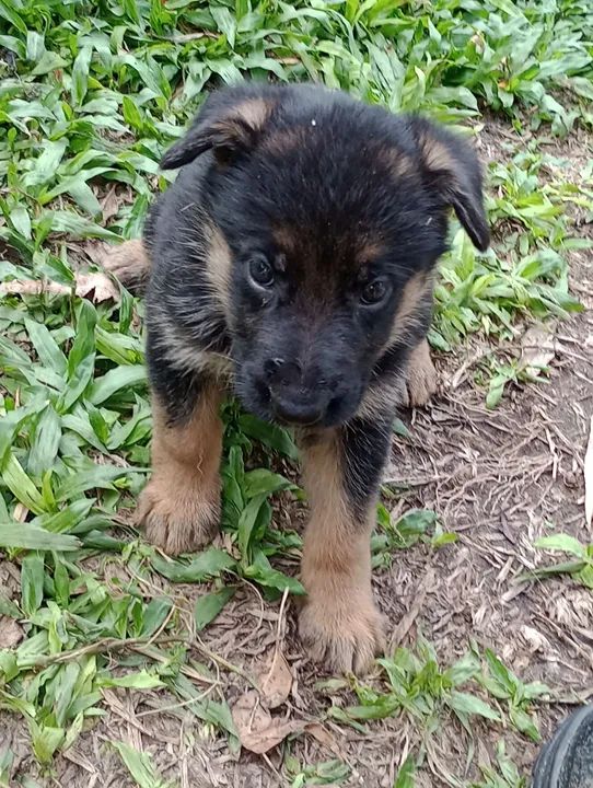 Filhote de Pastor Alemão