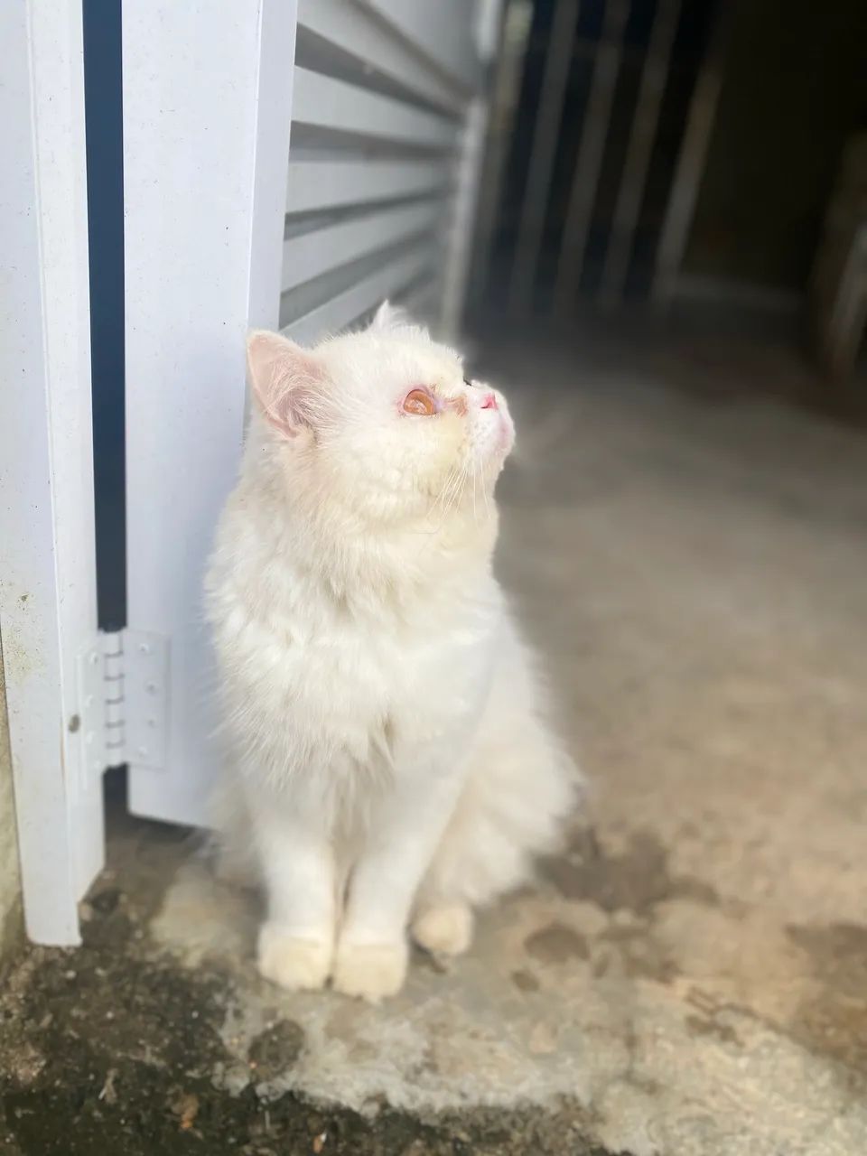 Venda de Macho Persa Adulto - Foto 3