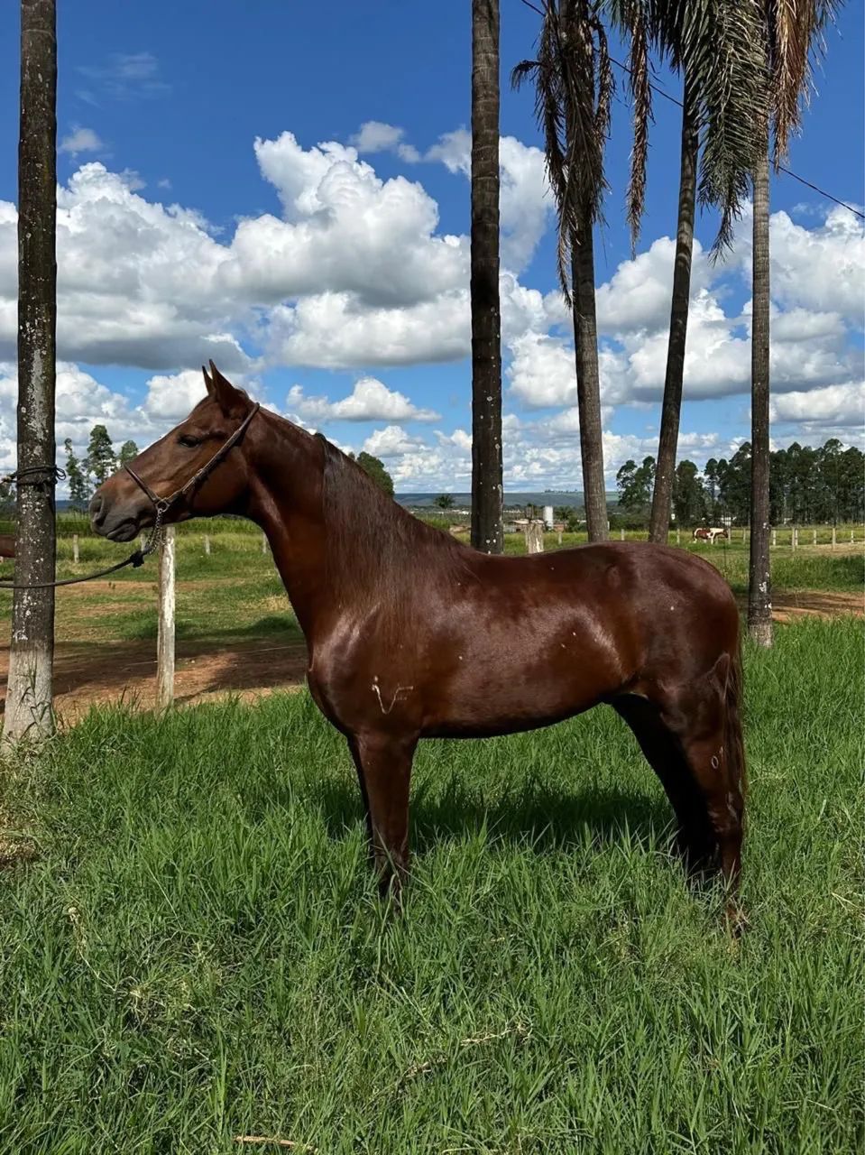Cavalo mangalarga Marchador registrado 