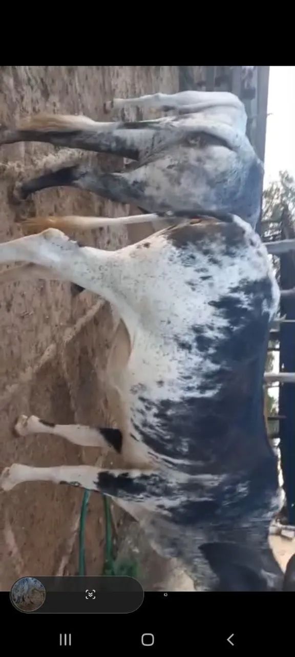 vaca leiteira  novilha boi  - Foto 2