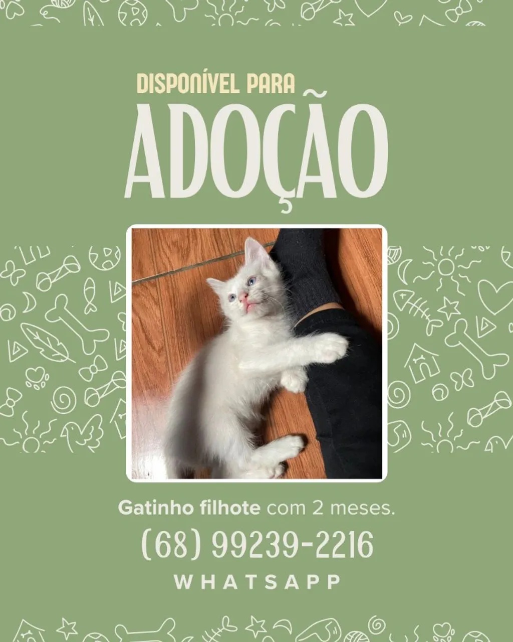 Gatinho filhote branco para adoção - 2 meses