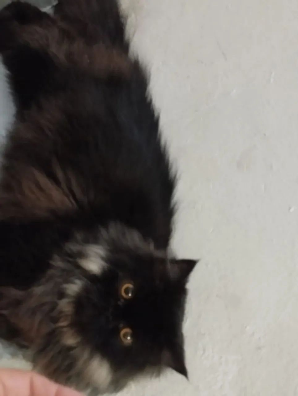 Gatinho Persa Preto Peludo - Foto 6