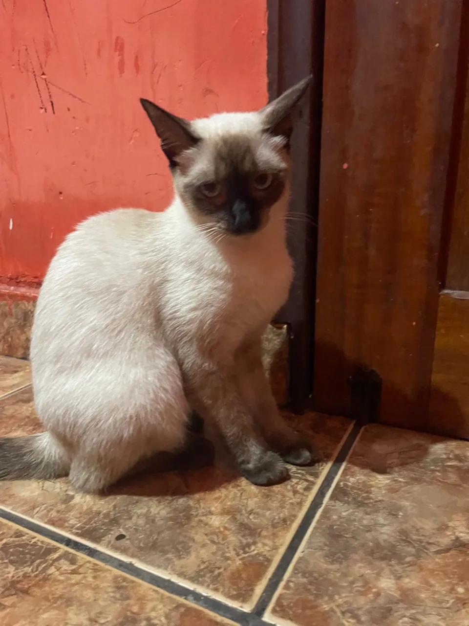 Gatinho Siamês para Adoção