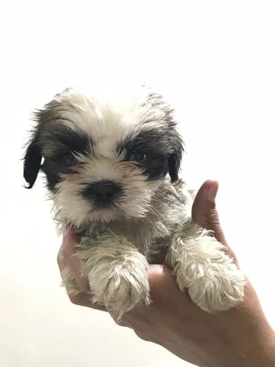 Shih Tzu - Filhotes com garantia, macho e fêmea- Parcelamos em até 12x sem juros - Foto 2