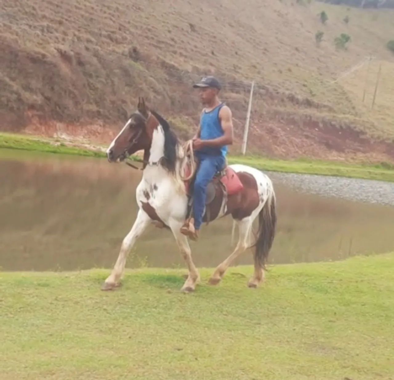 Cavalo garanhao homozigoto pampa vendo 30 x 400,00