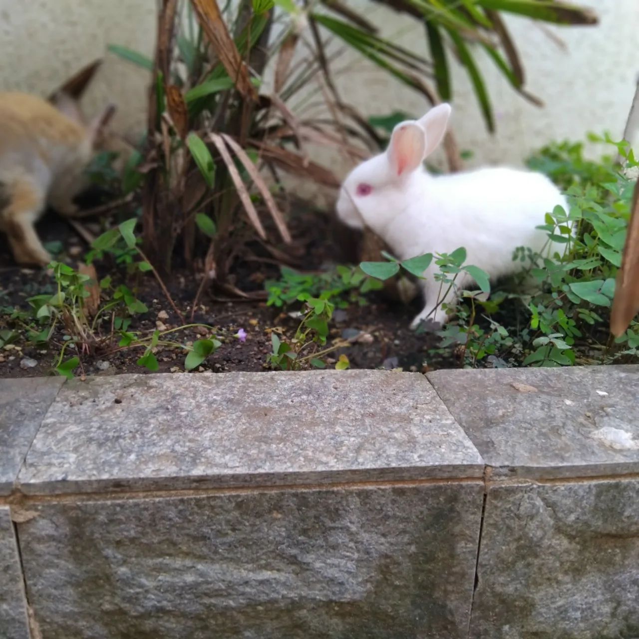 Mini coelhos  - Foto 3