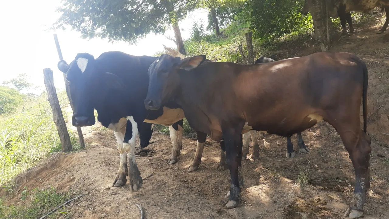 Duas bezerras leiteiras à venda - Foto 3