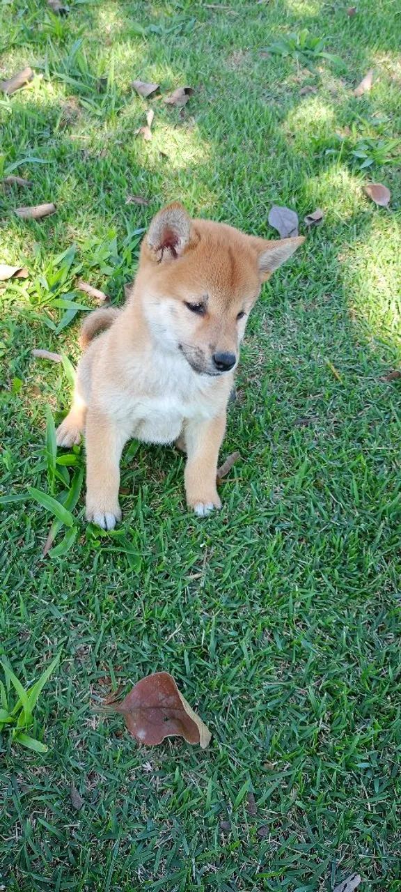 Filhote de shiba disponível fêmea e macho - Foto 3