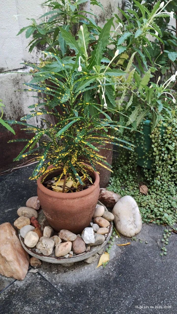 plantas lindas de todos os gostos e preços 