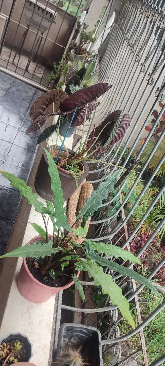 Plantas exóticas (muda)