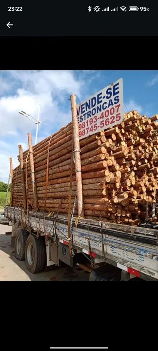 Estronca de eucalipto 