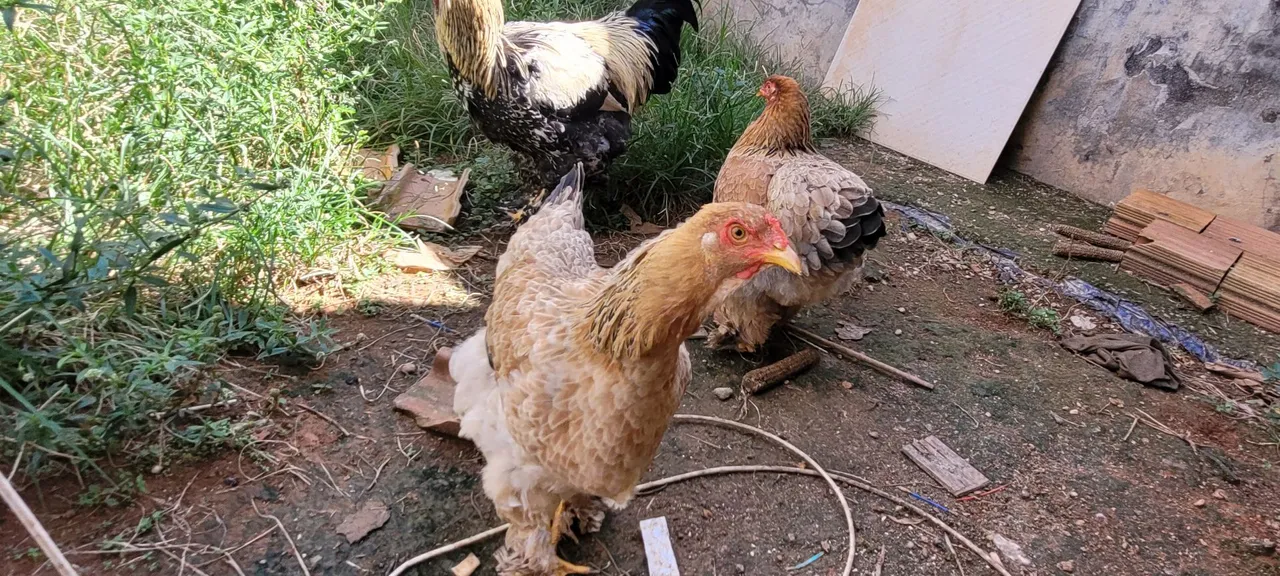 Galinhas de raça bhama 