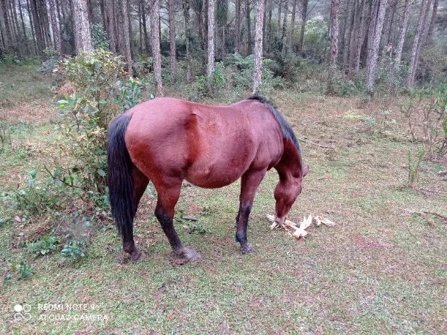 Cavalo manso de montaria  - Foto 2