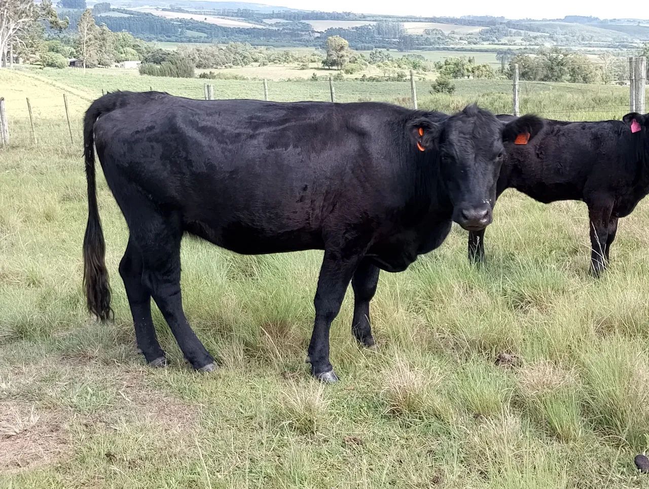 Novilhas Angus  - Foto 2