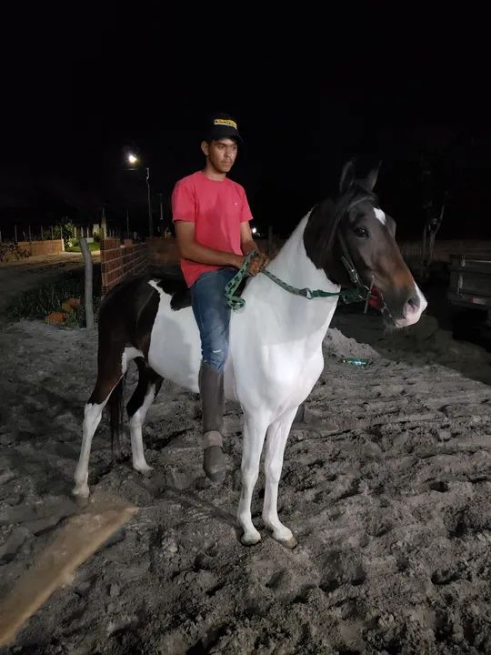 Mangalarga marchador Pampa Registrado  - Foto 3