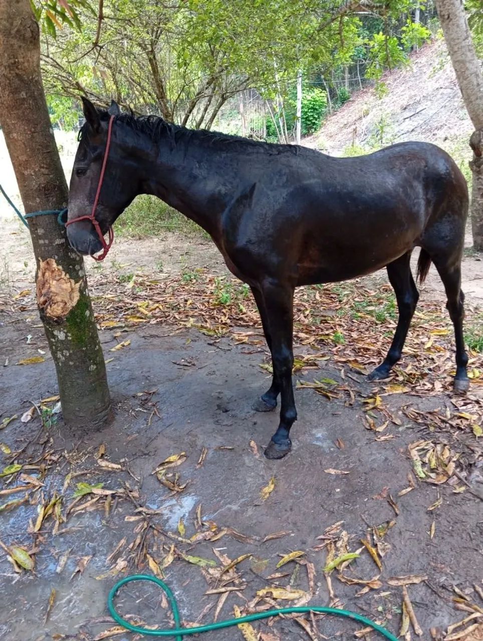 Vendo potra - Foto 2