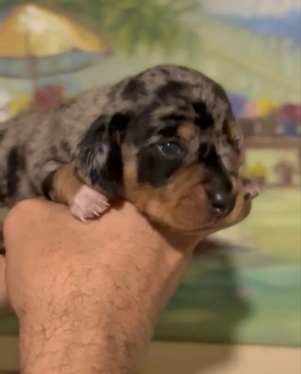 Filhote de salsinha  - Foto 2