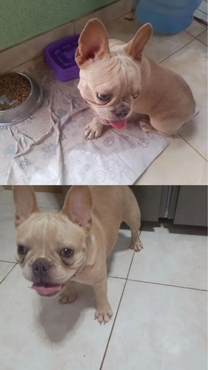 Bulldog Francês
