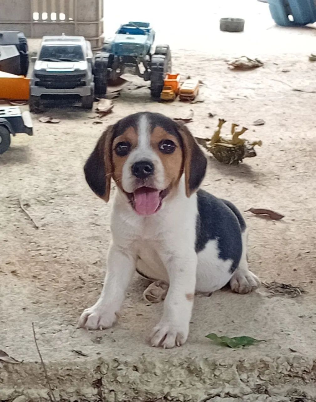 Filhote Beagle