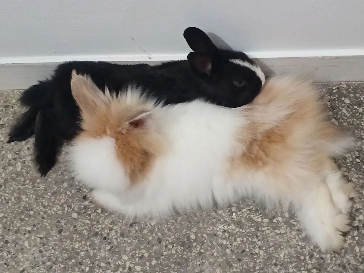 Coelho Netherland - Foto 2