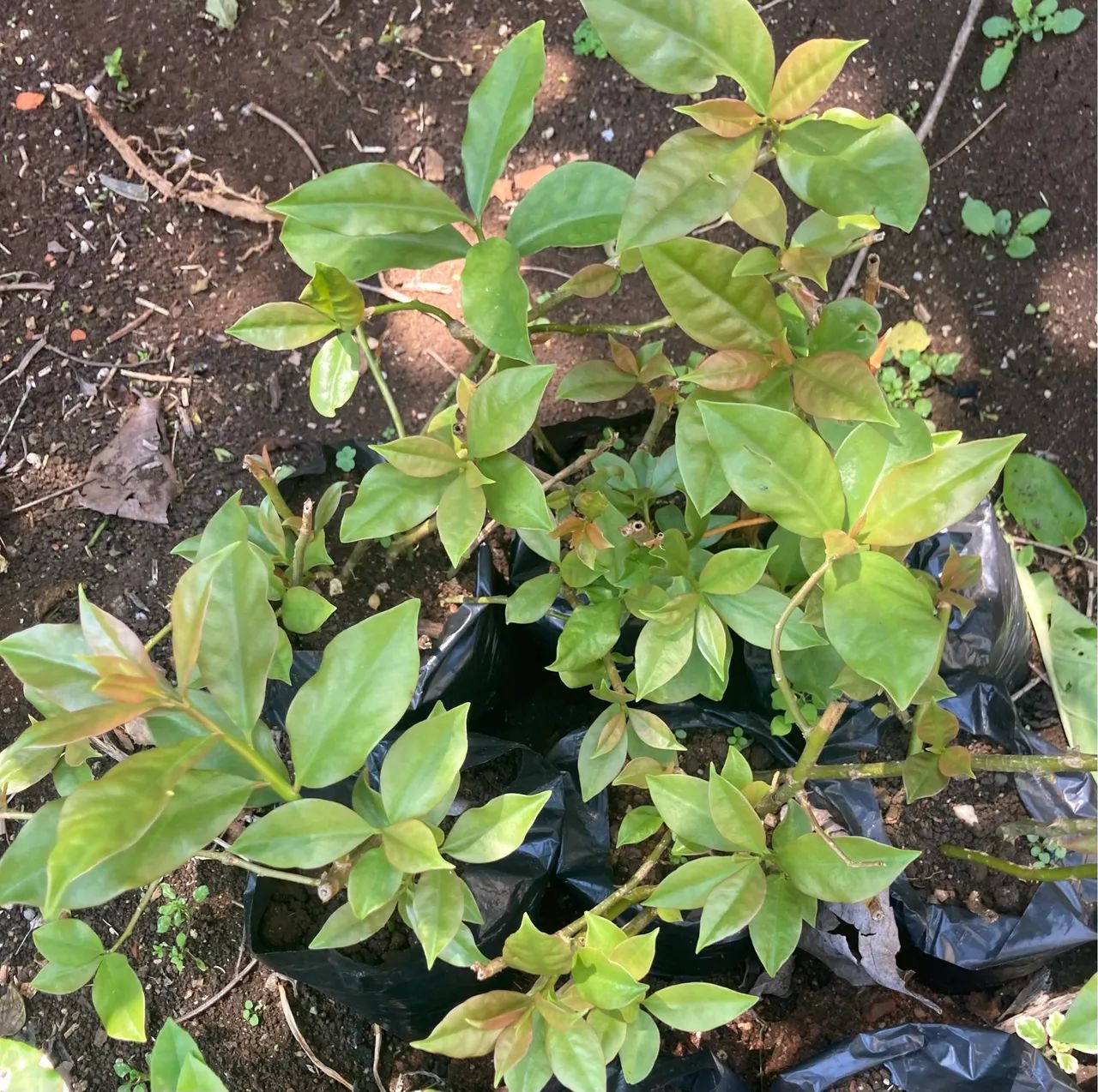 Vendo pé de azedinhas e de ora pró nobis - Foto 3