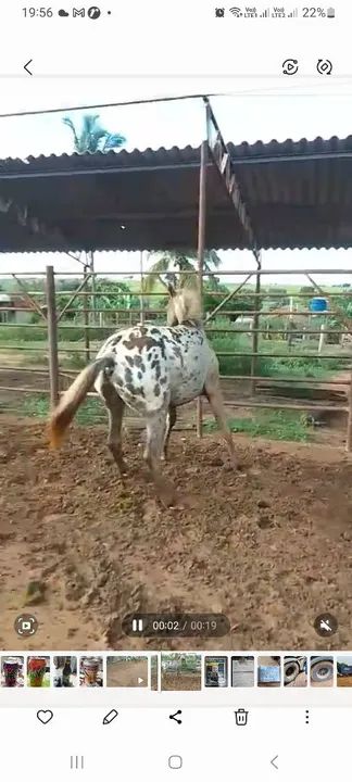 Potro Appaloosa com pelagem linda - Foto 4