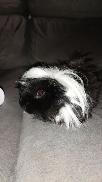 Porquinho da índia peruano  - Foto 2