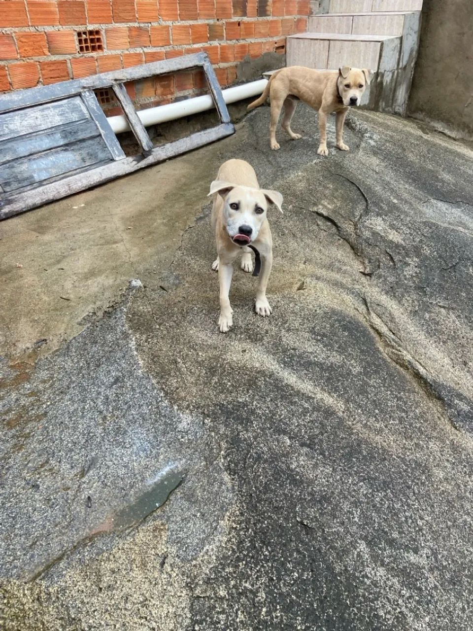 Cachorro adorável para adoção super dócil  - Foto 3