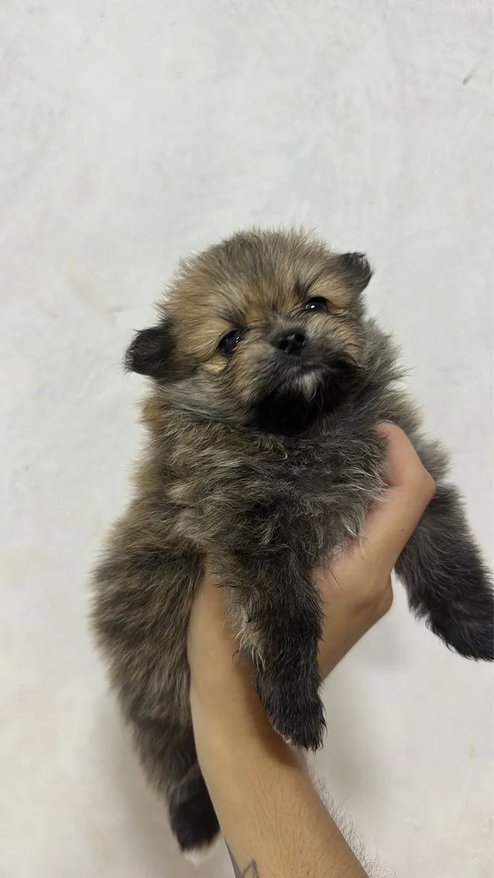 Vendo um machinho de Spizt alemão 50 dias anãozinho  - Foto 2